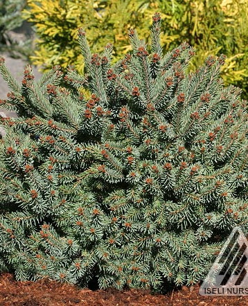 Ель сизая `Сесилия`, Picea glauca `Cecilia` | СадПарад